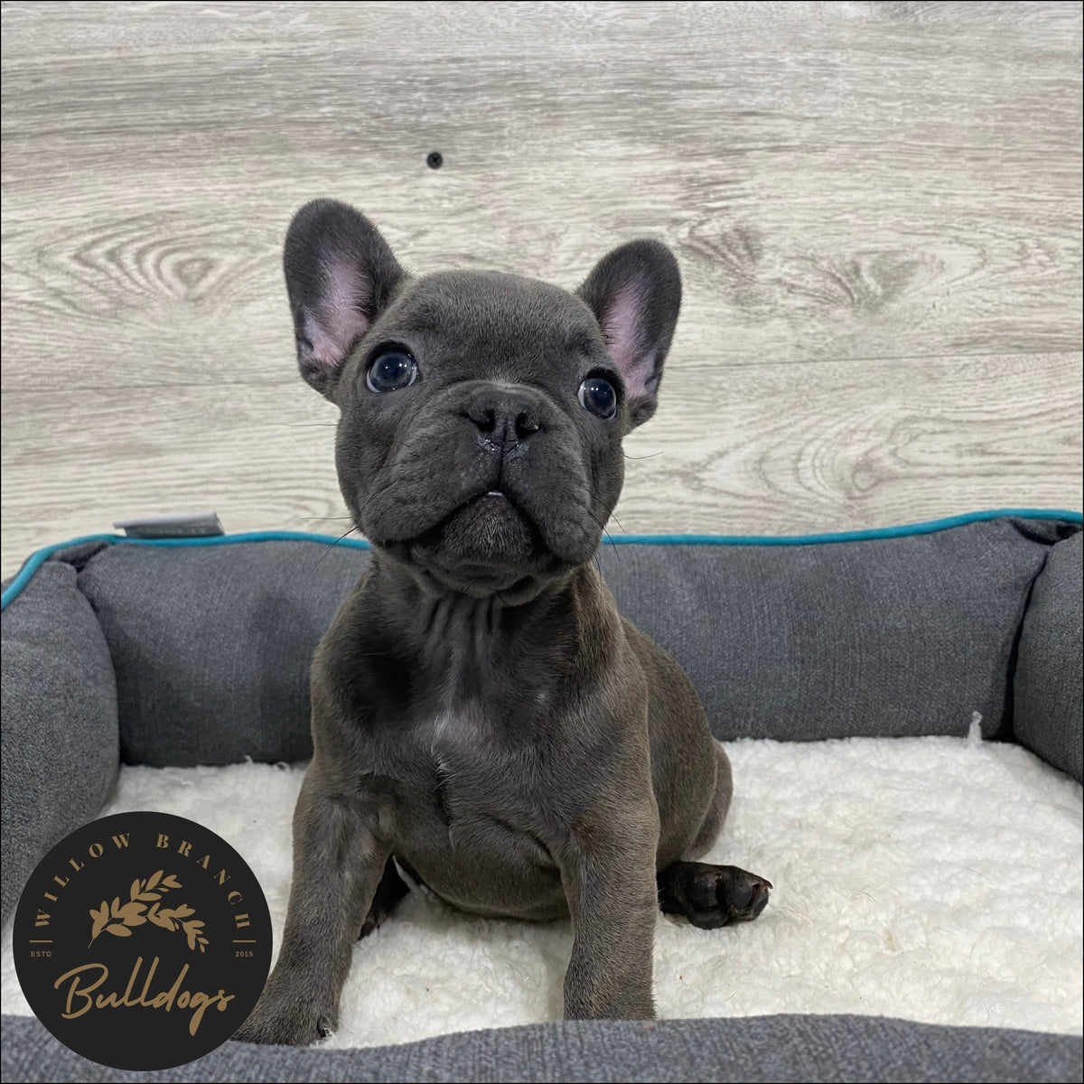 Blue Brindle Bulldog Full Grown Blue Brindle French Bulldog 9+