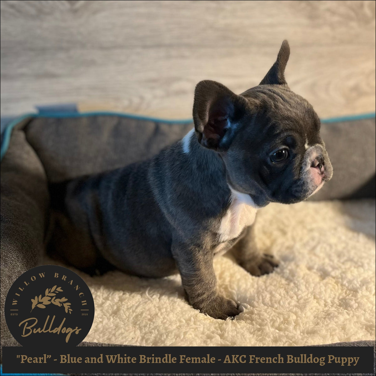 Pearl” Blue and White Brindle Female AKC French Bulldog Puppy
