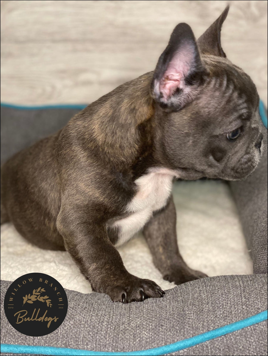 Dogs Wild Willow Frenchies Brindle And White French Bulldog