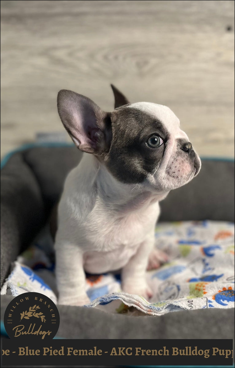 Blue Pied French Bulldog Brindle French Bulldog Similar Breeds