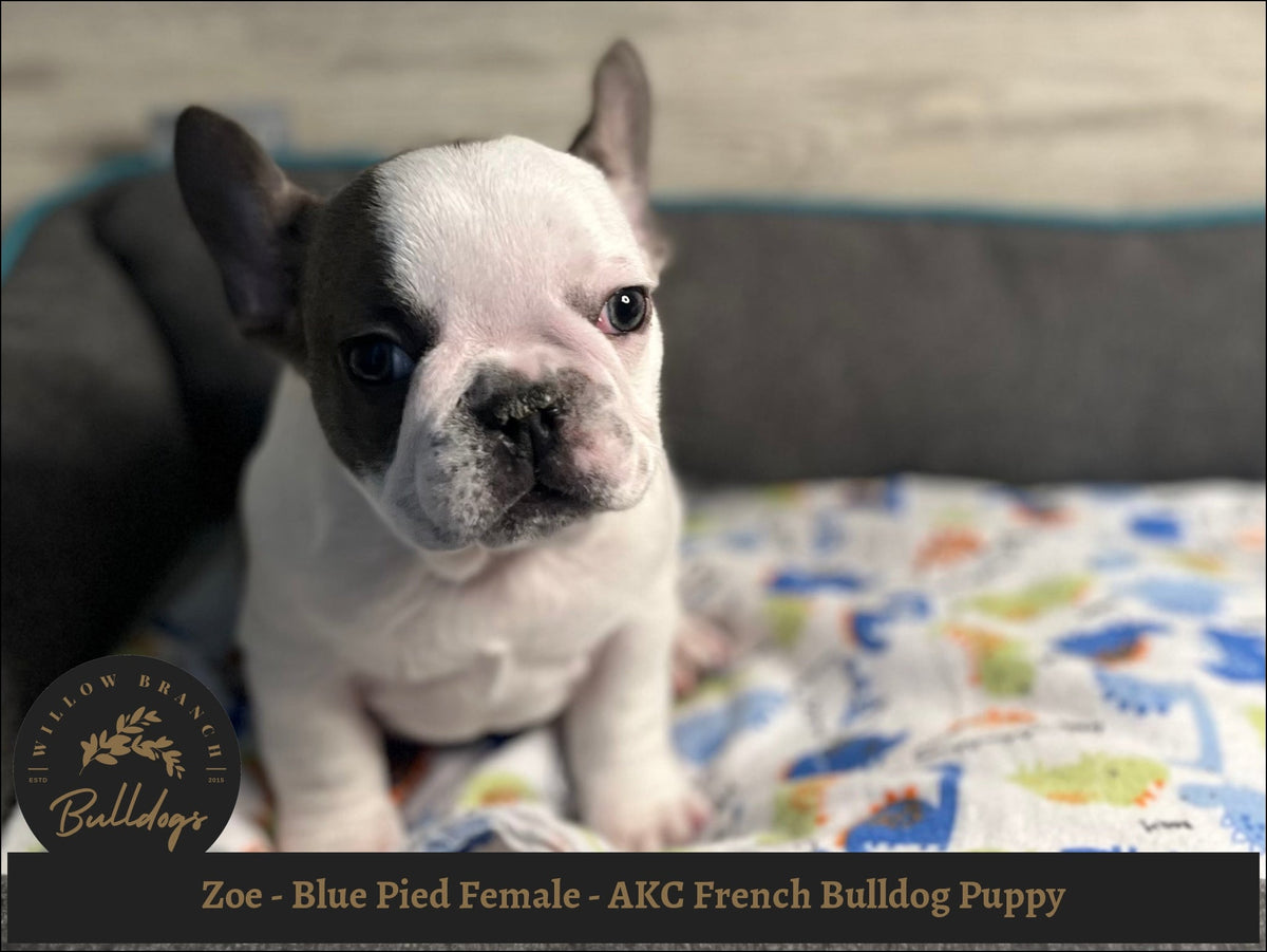 Black And White French Pied French Bulldog Puppies For Sale Blue
