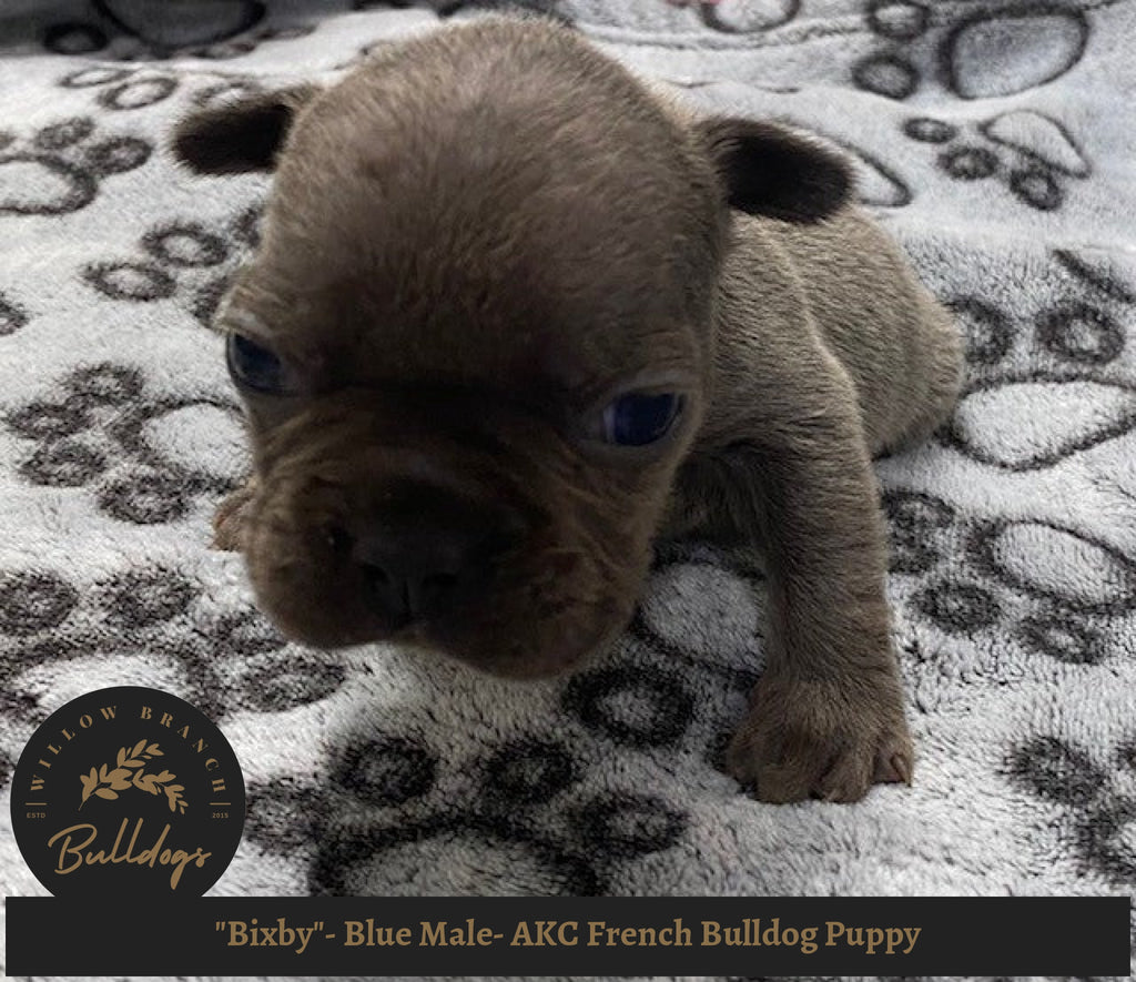 "Bixby"- Blue Male- AKC French Bulldog Puppy - Willow Branch Bulldogs