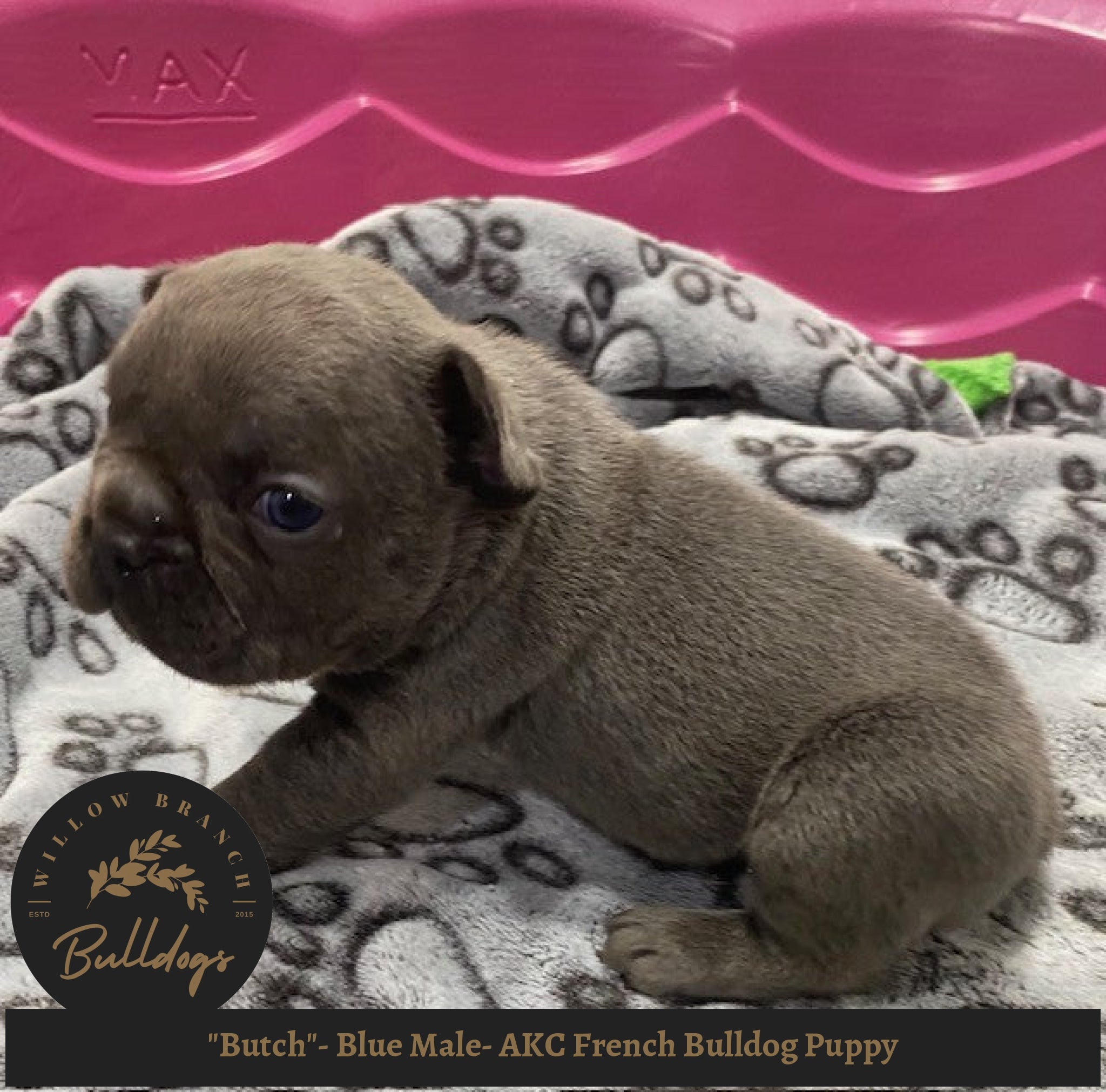 Butch Blue Male AKC French Bulldog Puppy Willow Branch Bulldogs