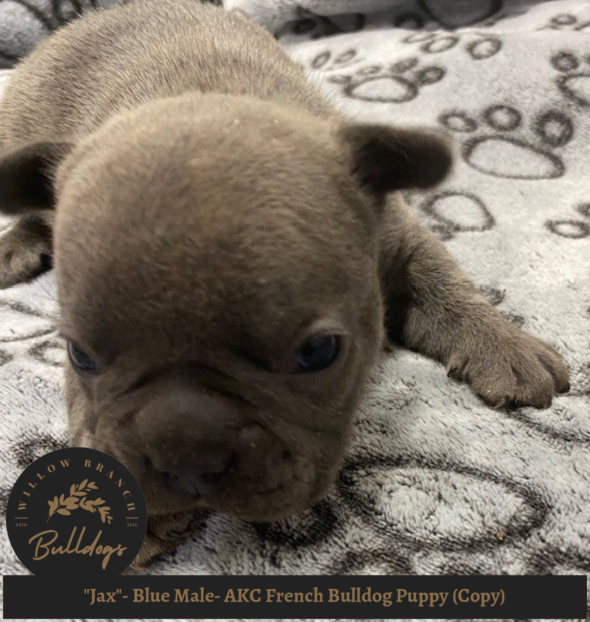 "Jax"- Blue Male- AKC French Bulldog Puppy - Willow Branch Bulldogs