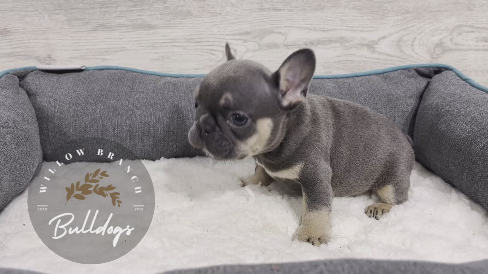 "Dallas” - Blue and Tan Male - AKC French Bulldog Puppy