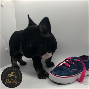 “Anna” - Black and Tan Female - AKC French Bulldog Puppy - Willow Branch Bulldogs