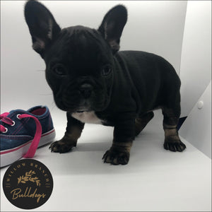 “Anna” - Black and Tan Female - AKC French Bulldog Puppy - Willow Branch Bulldogs