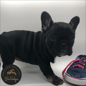 “Anna” - Black and Tan Female - AKC French Bulldog Puppy - Willow Branch Bulldogs