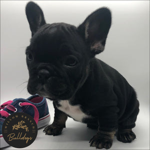 “Anna” - Black and Tan Female - AKC French Bulldog Puppy - Willow Branch Bulldogs