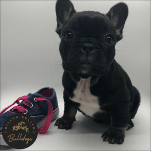 “Anna” - Black and Tan Female - AKC French Bulldog Puppy - Willow Branch Bulldogs