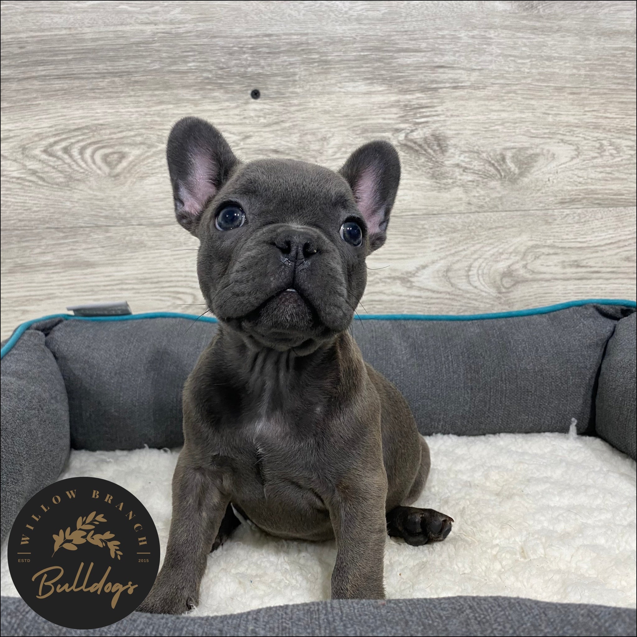 Bulldog Puppy Bulldog Puppy