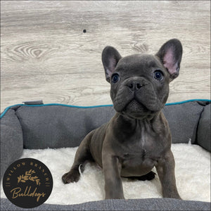 "Aspen” - Blue Brindle Female - AKC French Bulldog Puppy - Willow Branch Bulldogs