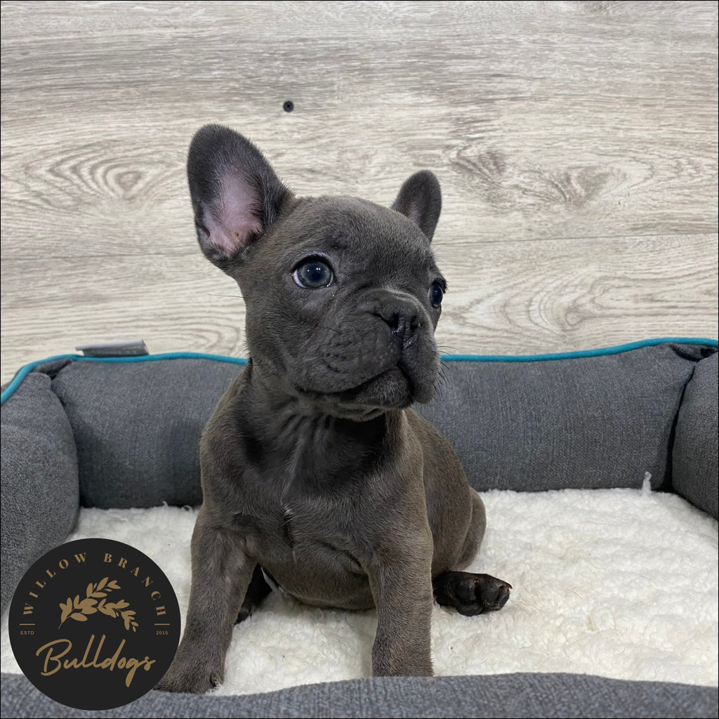 "Aspen” - Blue Brindle Female - AKC French Bulldog Puppy - Willow Branch Bulldogs