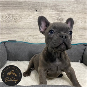 "Aspen” - Blue Brindle Female - AKC French Bulldog Puppy - Willow Branch Bulldogs