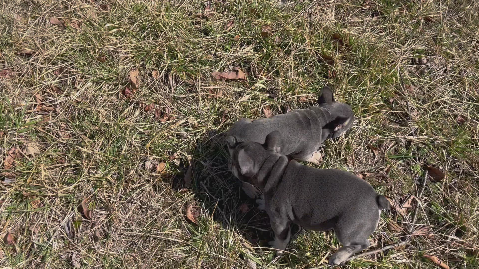 "Dallas” - Blue and Tan Male - AKC French Bulldog Puppy