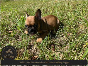 Akc french bulldog outlet puppies