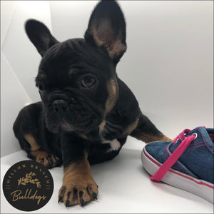 "Calvin" - Black and Tan Male - AKC French Bulldog Puppy - Willow Branch Bulldogs