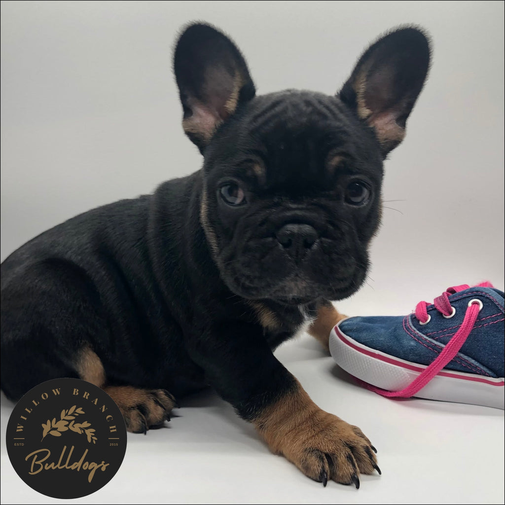 "Calvin" - Black and Tan Male - AKC French Bulldog Puppy - Willow Branch Bulldogs