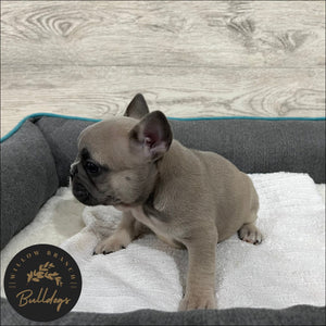 "Charlotte” - Blue Fawn Female - AKC French Bulldog Puppy - Willow Branch Bulldogs