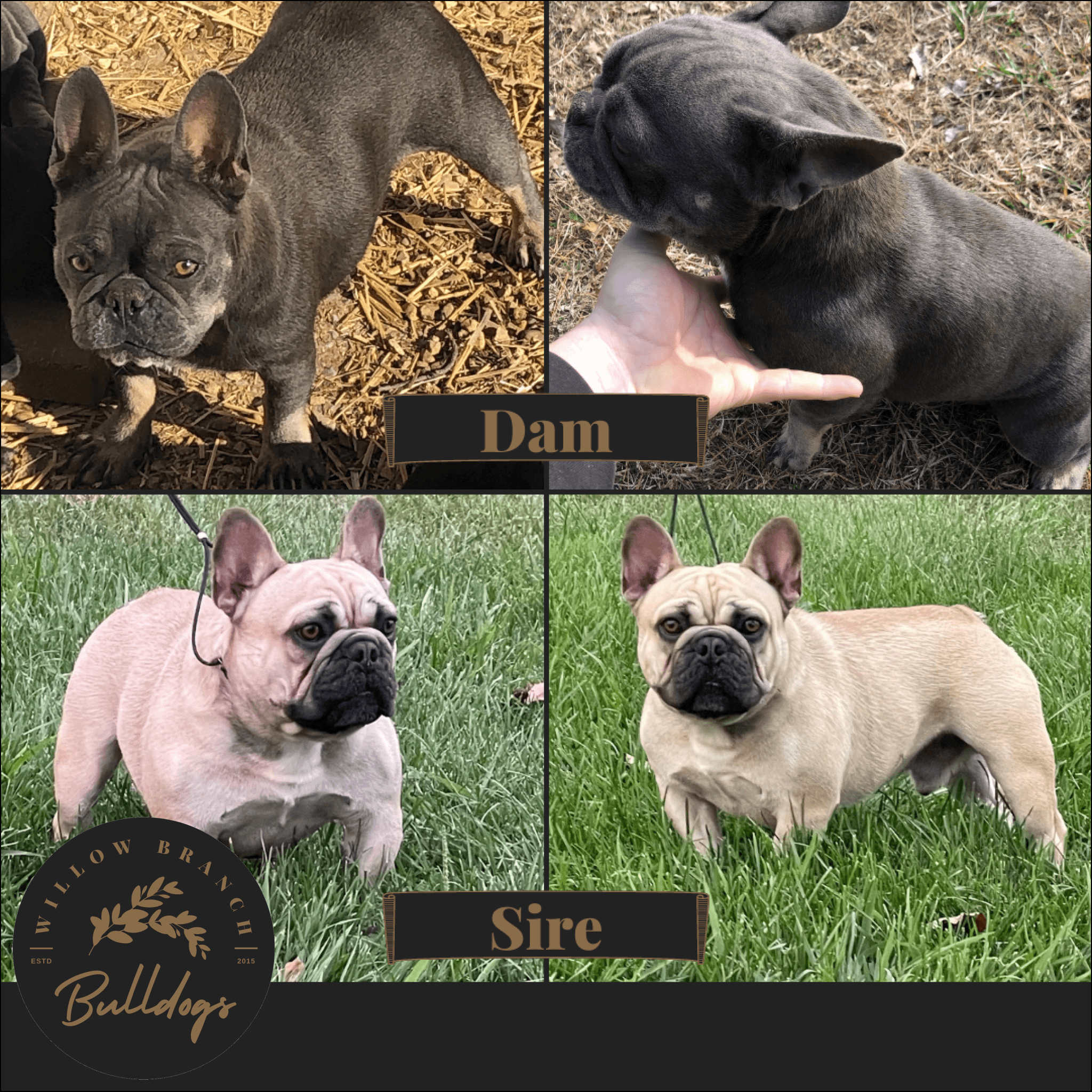 "Charlotte” - Blue Fawn Female - AKC French Bulldog Puppy - Willow Branch Bulldogs