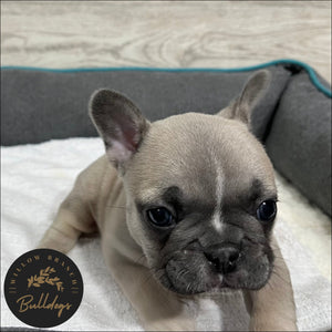 "Charlotte” - Blue Fawn Female - AKC French Bulldog Puppy - Willow Branch Bulldogs