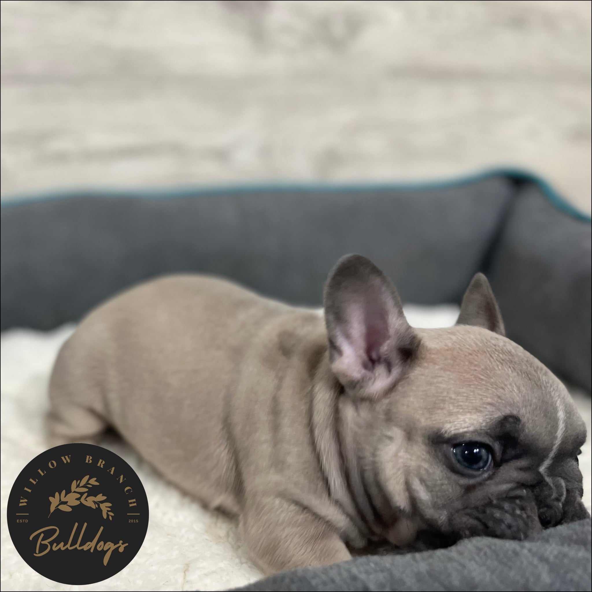 "Charlotte” - Blue Fawn Female - AKC French Bulldog Puppy - Willow Branch Bulldogs