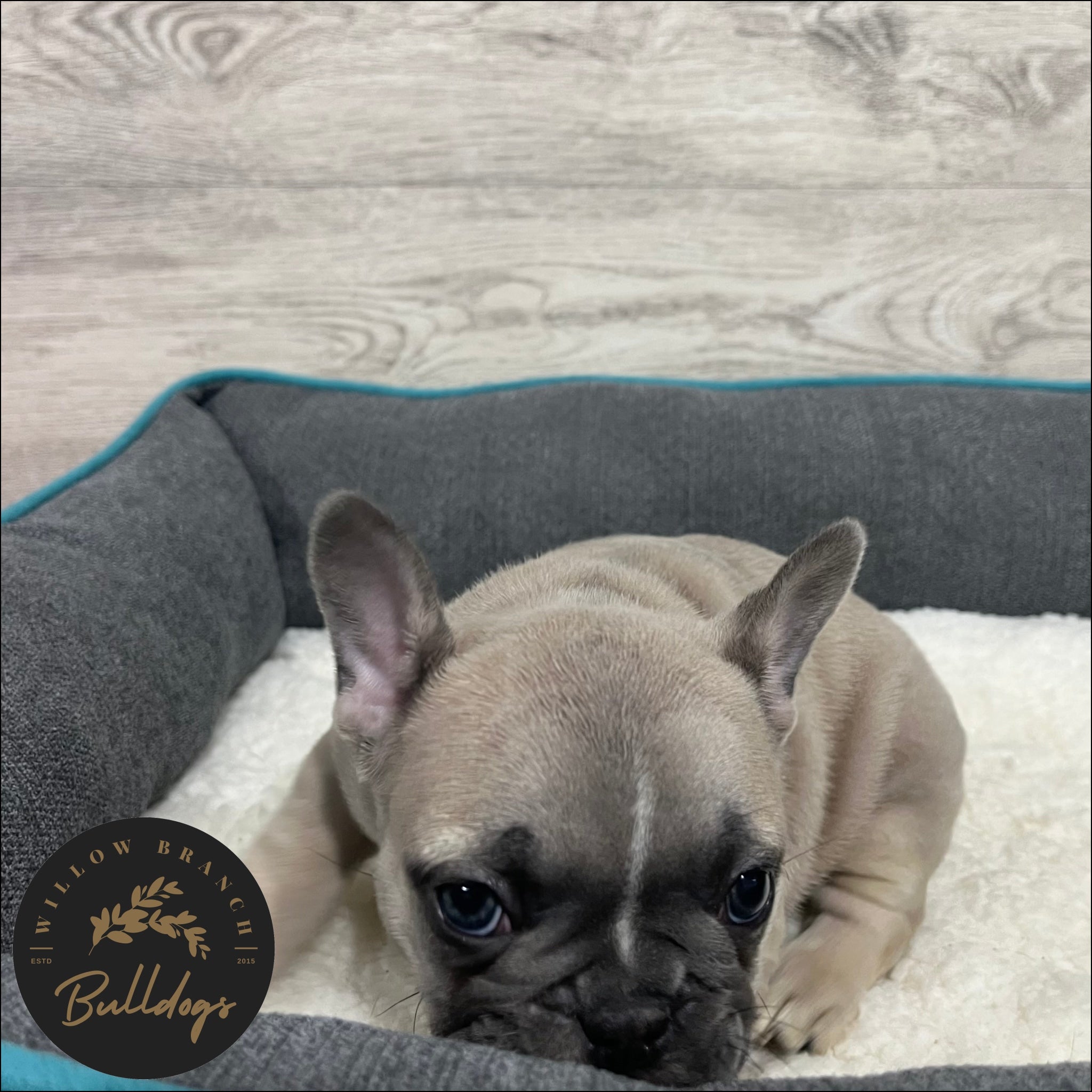 "Charlotte” - Blue Fawn Female - AKC French Bulldog Puppy - Willow Branch Bulldogs