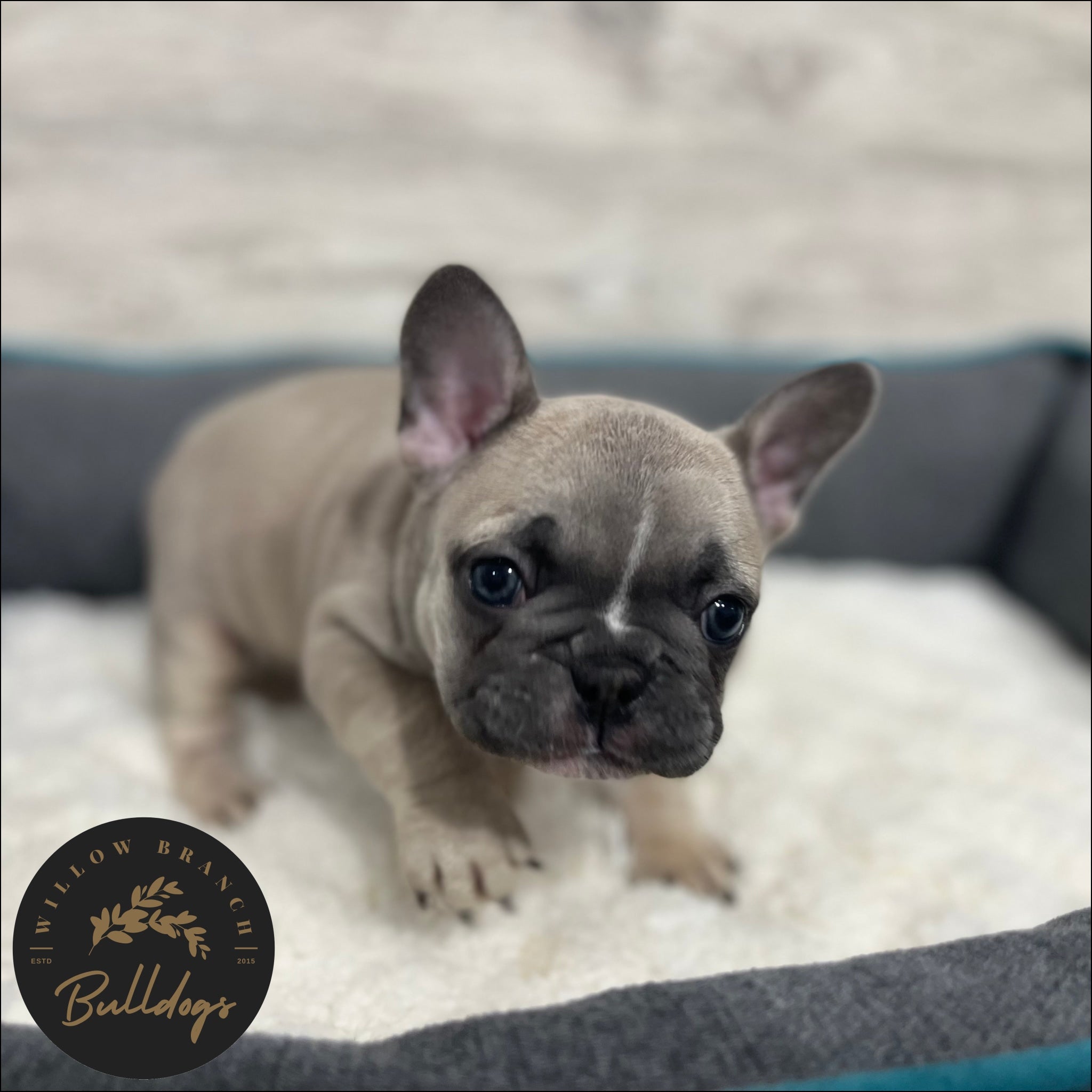 "Charlotte” - Blue Fawn Female - AKC French Bulldog Puppy - Willow Branch Bulldogs