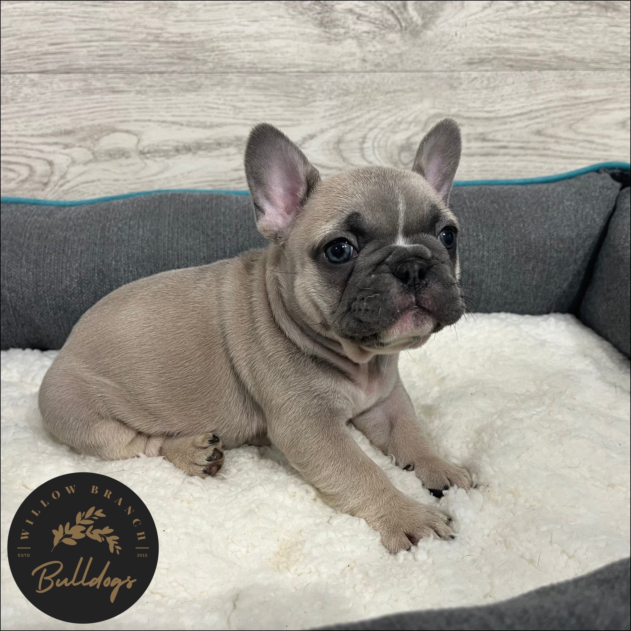 "Charlotte” - Blue Fawn Female - AKC French Bulldog Puppy - Willow Branch Bulldogs