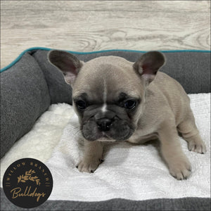 "Charlotte” - Blue Fawn Female - AKC French Bulldog Puppy - Willow Branch Bulldogs