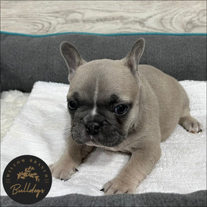 "Charlotte” - Blue Fawn Female - AKC French Bulldog Puppy - Willow Branch Bulldogs