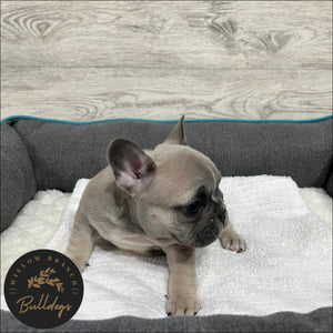 "Charlotte” - Blue Fawn Female - AKC French Bulldog Puppy - Willow Branch Bulldogs