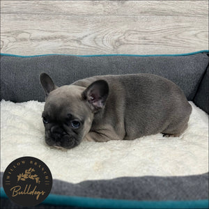 "Cheyenne” - Blue Sable Female - AKC French Bulldog Puppy - Willow Branch Bulldogs