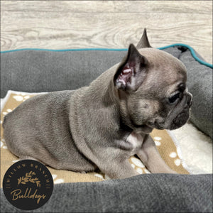 "Cheyenne” - Blue Sable Female - AKC French Bulldog Puppy - Willow Branch Bulldogs