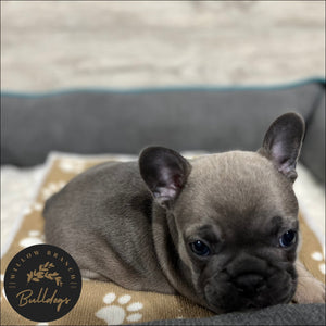 "Cheyenne” - Blue Sable Female - AKC French Bulldog Puppy - Willow Branch Bulldogs