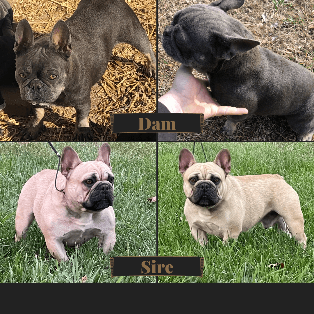 "Cheyenne” - Blue Sable Female - AKC French Bulldog Puppy - Willow Branch Bulldogs