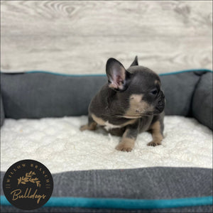 "Dallas” - Blue and Tan Male - AKC French Bulldog Puppy - Willow Branch Bulldogs