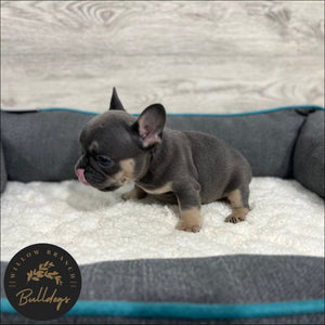 "Dallas” - Blue and Tan Male - AKC French Bulldog Puppy - Willow Branch Bulldogs