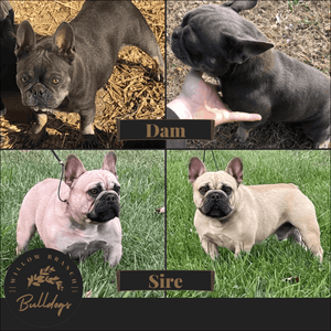 "Dallas” - Blue and Tan Male - AKC French Bulldog Puppy - Willow Branch Bulldogs