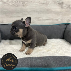 "Dallas” - Blue and Tan Male - AKC French Bulldog Puppy - Willow Branch Bulldogs