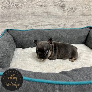 "Dallas” - Blue and Tan Male - AKC French Bulldog Puppy - Willow Branch Bulldogs