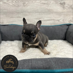 "Dallas” - Blue and Tan Male - AKC French Bulldog Puppy - Willow Branch Bulldogs