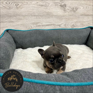 "Dallas” - Blue and Tan Male - AKC French Bulldog Puppy - Willow Branch Bulldogs