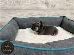 "Dallas” - Blue and Tan Male - AKC French Bulldog Puppy - Willow Branch Bulldogs