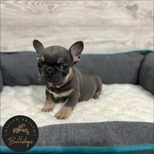 "Dallas” - Blue and Tan Male - AKC French Bulldog Puppy - Willow Branch Bulldogs