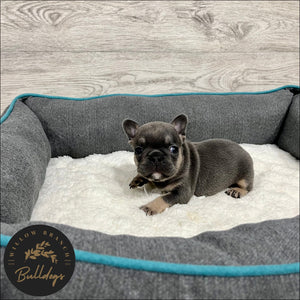 "Dallas” - Blue and Tan Male - AKC French Bulldog Puppy - Willow Branch Bulldogs