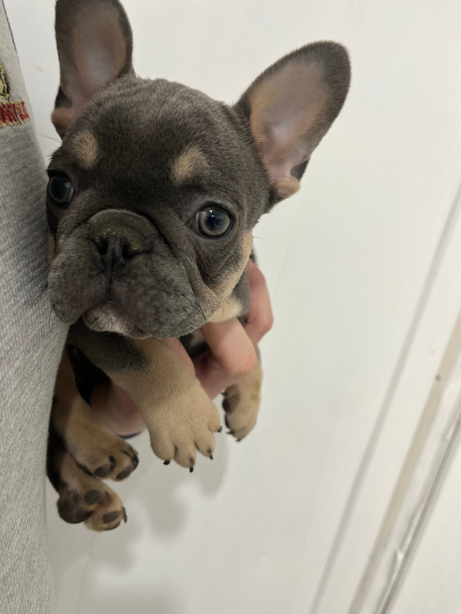 "Dallas” - Blue and Tan Male - AKC French Bulldog Puppy - Willow Branch Bulldogs