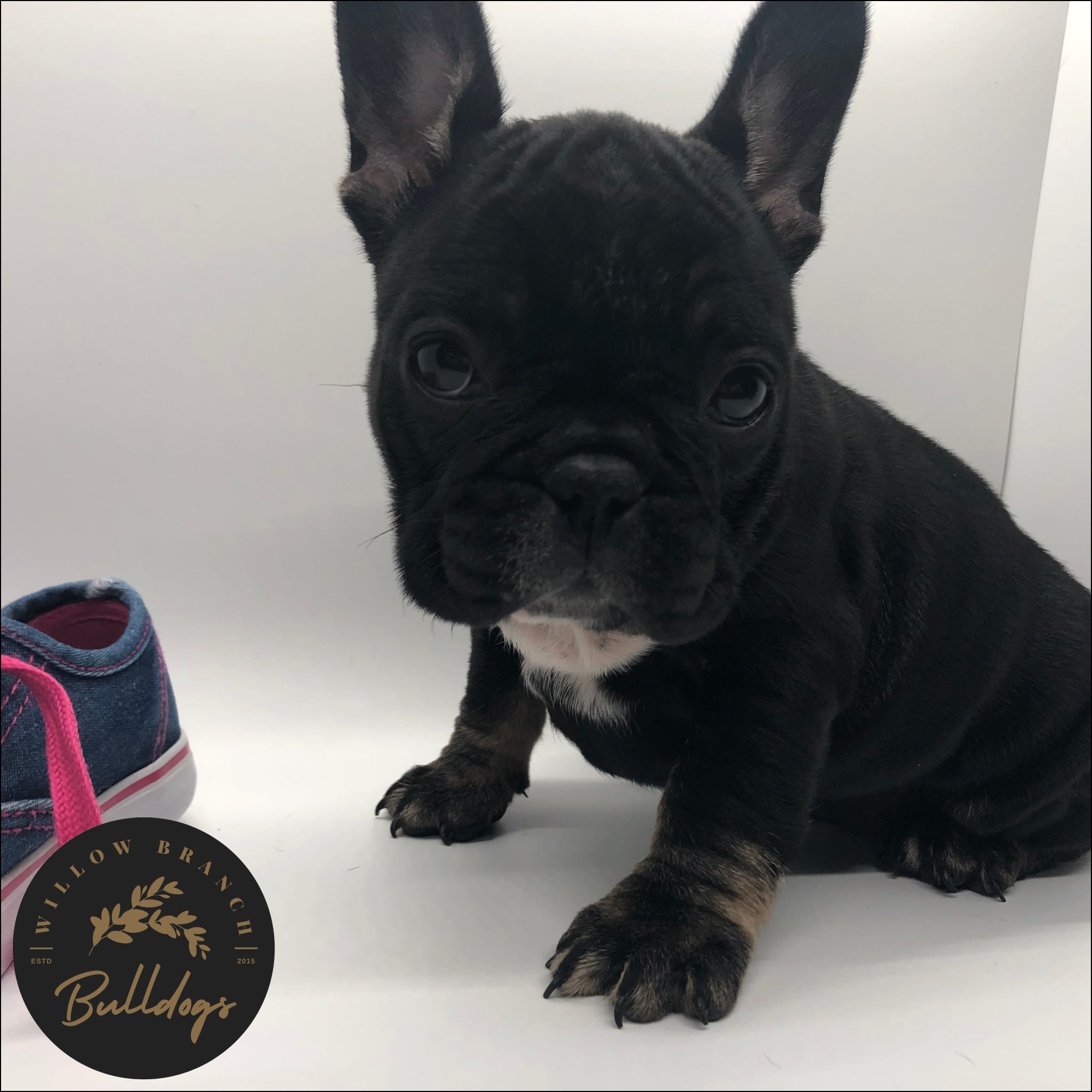 “Elsa” - Black and Tan Female - AKC French Bulldog Puppy - Willow Branch Bulldogs