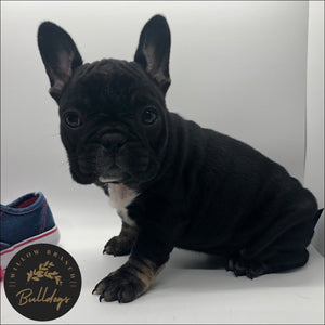 “Elsa” - Black and Tan Female - AKC French Bulldog Puppy - Willow Branch Bulldogs