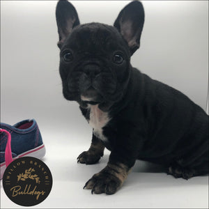 “Elsa” - Black and Tan Female - AKC French Bulldog Puppy - Willow Branch Bulldogs